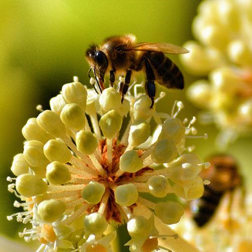National Honeybee Day – Why Pollinators Affect Us All