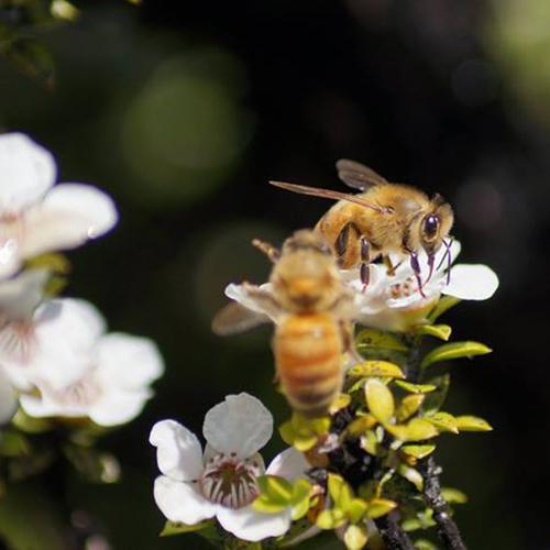 Celebrate Pollinator Week – Recipes, Knowledge & More