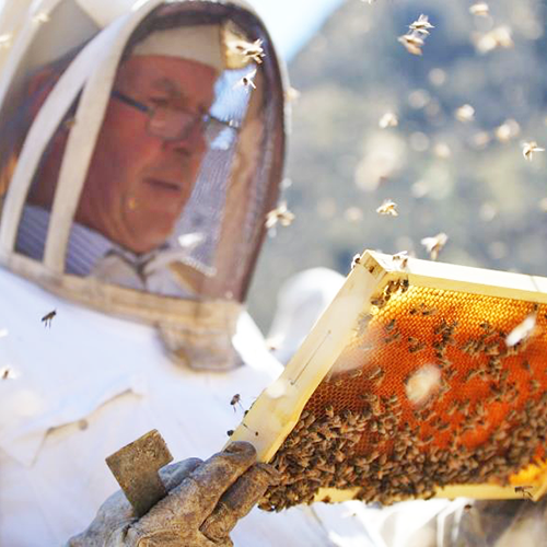 July is National Honey Month: #Beeaware of the Change!