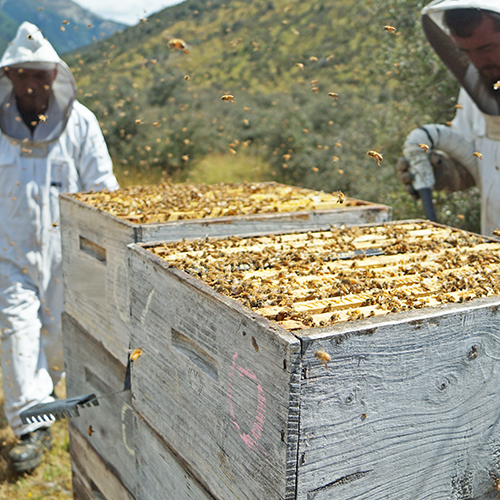 From Manuka to Rata, New Zealand Knows Honey