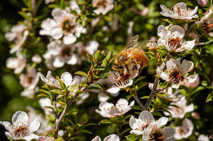 Celebrating Pollinator Week 2022: Let's All Get Involved