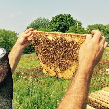 Interview With The Rodale Institute’s Beekeeper